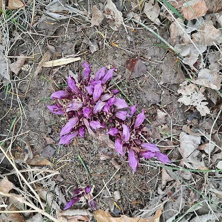 Moulin De L'arcas Prémian